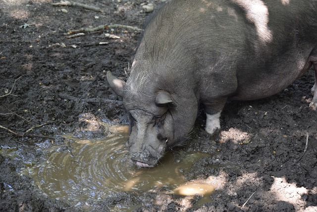 对桑乔这样 对桑乔这样